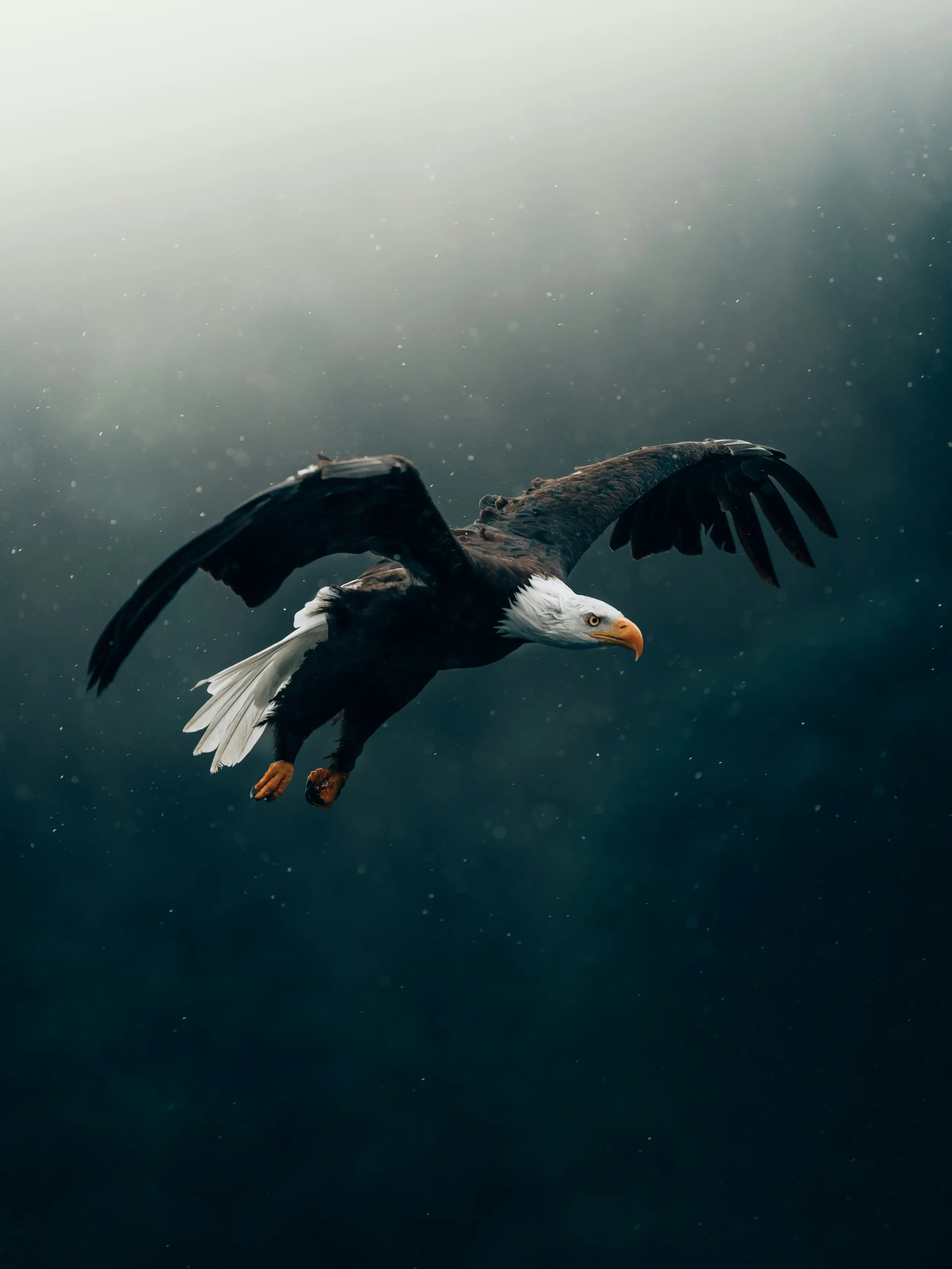An eagle in high air